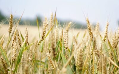 Plantação de trigo com foco nas espiguetas.