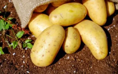 Batatas fora do saco, deixadas em cima do solo amarronzado.