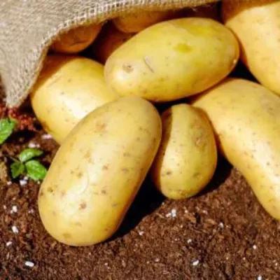 Batatas fora do saco, deixadas em cima do solo amarronzado.