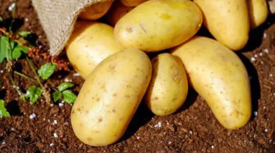 Batatas fora do saco, deixadas em cima do solo amarronzado.