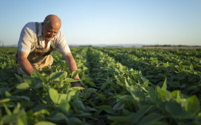 Agricultor ou agrônomo ou trabalhador na plantação de soja verificando as lavoura antes da colheita.