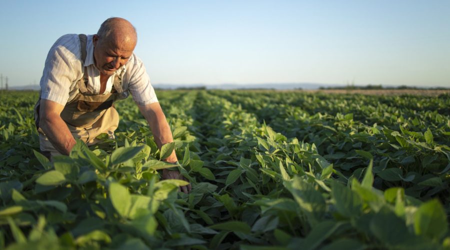 Agricultor ou agrônomo ou trabalhador na plantação de soja verificando as lavoura antes da colheita.