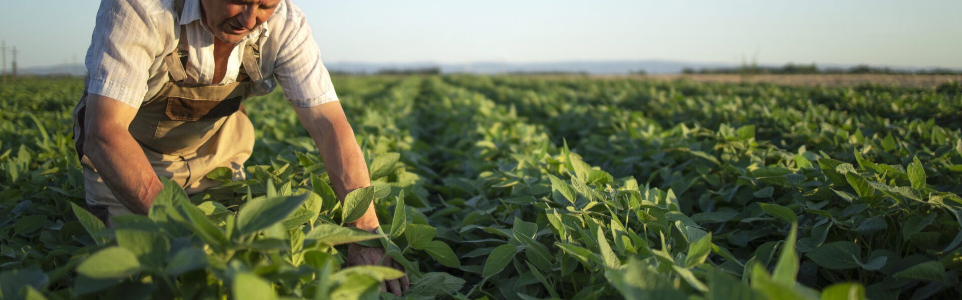 Agricultor ou agrônomo ou trabalhador na plantação de soja verificando as lavoura antes da colheita.