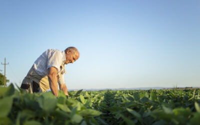 Agricultor verificando a plantação de soja.