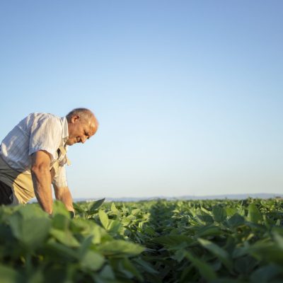 Agricultor verificando a plantação de soja.