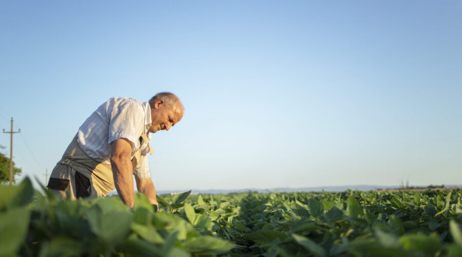 Agricultor verificando a plantação de soja.