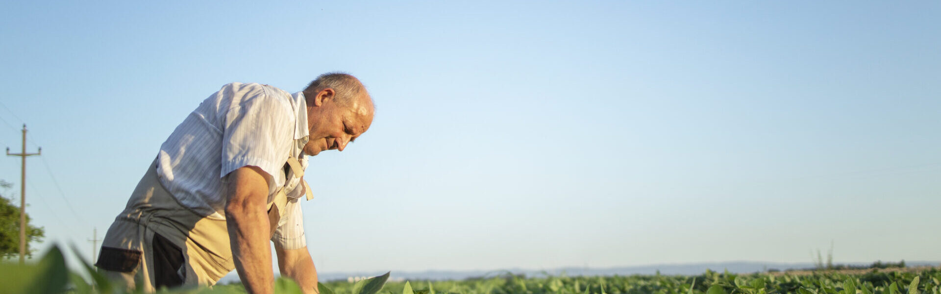 Agricultor verificando a plantação de soja.