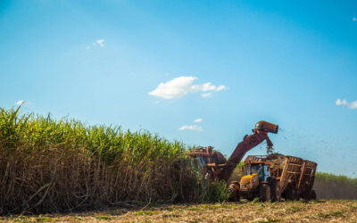 Saiba como a Mosaic Fertilizantes pode ajudar você a tornar a produção de cana-de-açúcar mais rentável. Boa leitura!