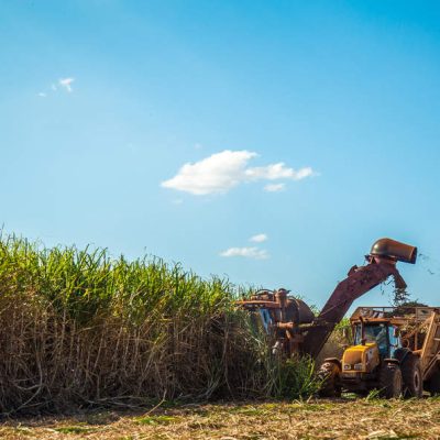 Saiba como a Mosaic Fertilizantes pode ajudar você a tornar a produção de cana-de-açúcar mais rentável. Boa leitura!