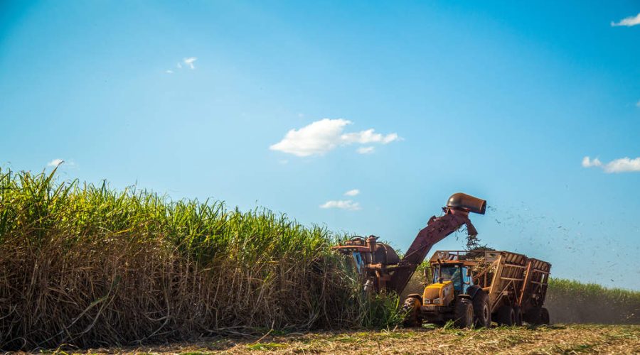 Saiba como a Mosaic Fertilizantes pode ajudar você a tornar a produção de cana-de-açúcar mais rentável. Boa leitura!