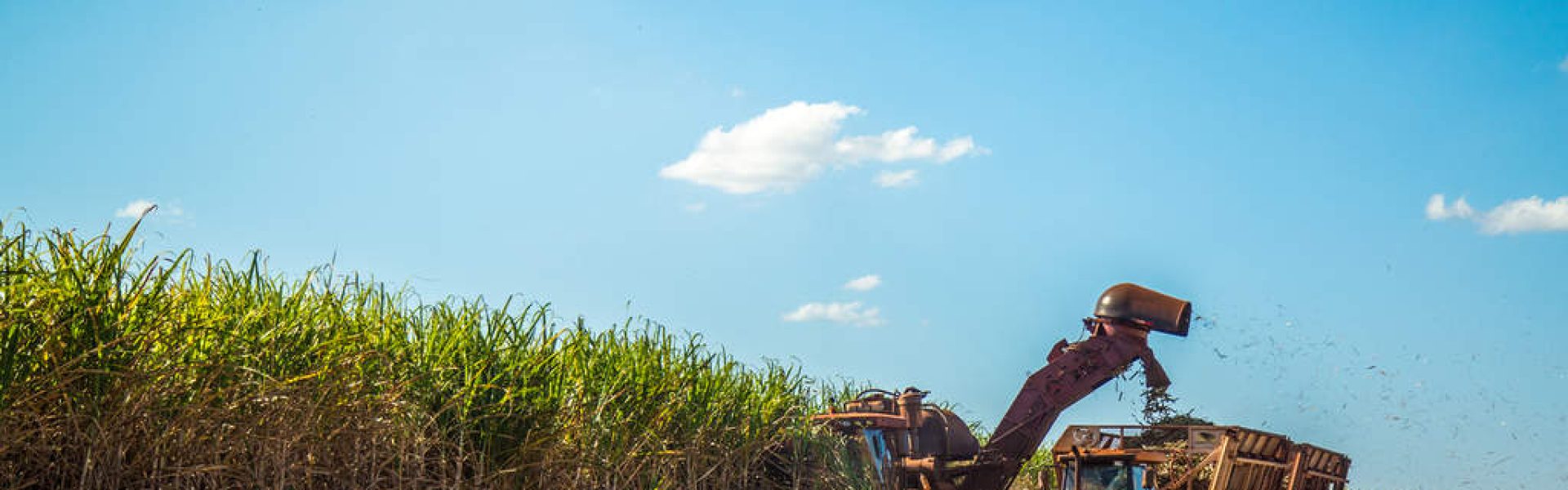 Saiba como a Mosaic Fertilizantes pode ajudar você a tornar a produção de cana-de-açúcar mais rentável. Boa leitura!