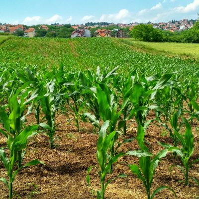 Produção de milho: adubação de milho com fertilizante nitrogenado.