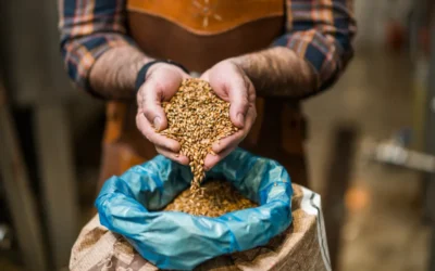 agricultor conferindo a qualidade das sementes