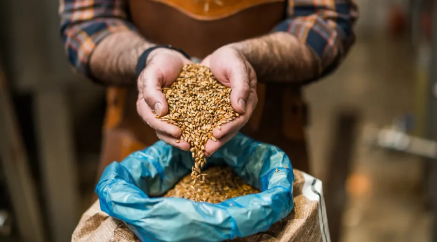 agricultor conferindo a qualidade das sementes