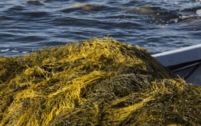 recolhimento de Ascophyllum nodosum do mar para o uso na agricultura