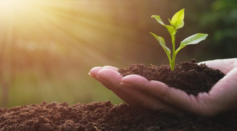 mão com solo fértil e uma pequena planta, fazendo referência à saúde do solo