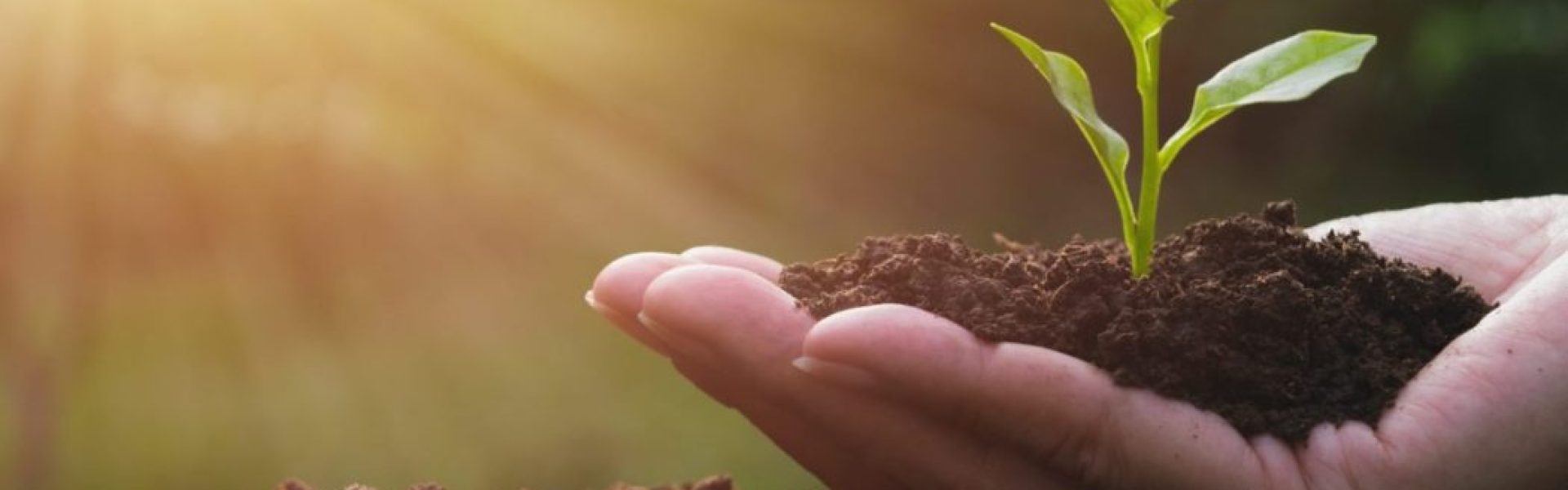 mão com solo fértil e uma pequena planta, fazendo referência à saúde do solo