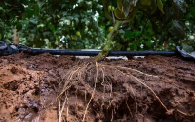 solo supressivo com sistema radicular a mostra