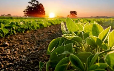 tecnologia glicotech - plantação de soja no pôr do sol