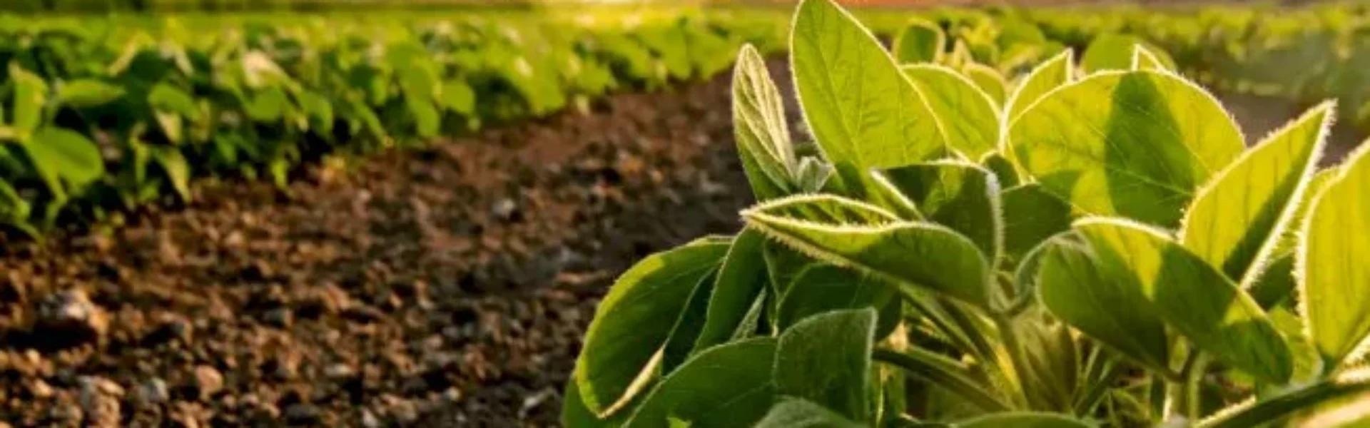 tecnologia glicotech - plantação de soja no pôr do sol