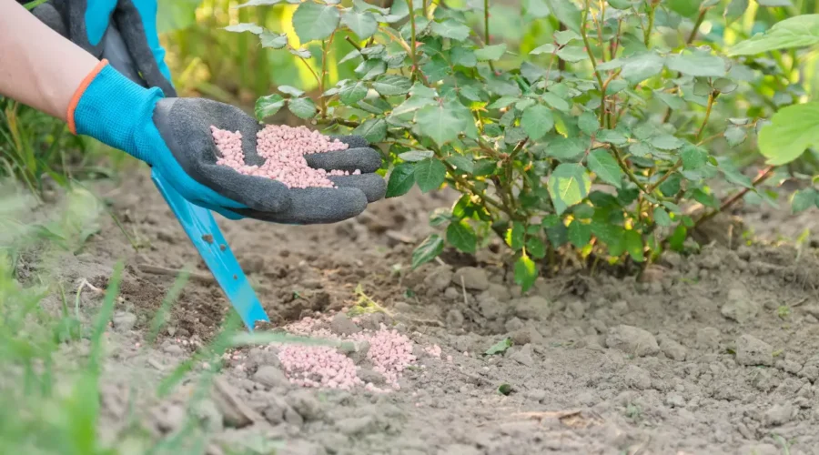 Fertilizante granulado químico mineral nas mãos