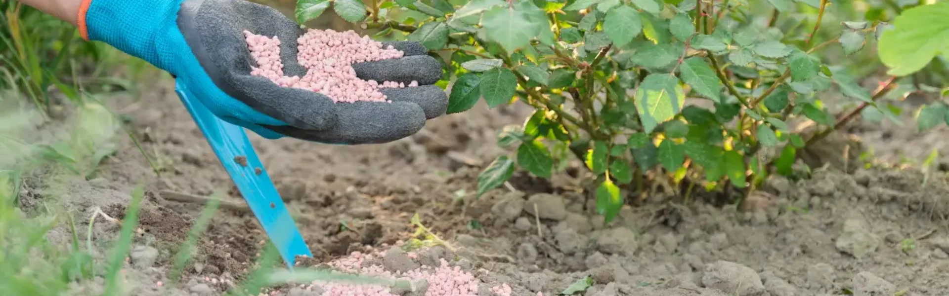 Fertilizante granulado químico mineral nas mãos