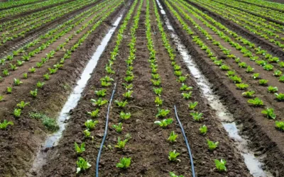 Plantação de alfaces jovens com sistema de irrigação por gotejamento ativo, mostrando a aplicação de água e nutrientes diretamente no solo para máxima eficiência na fertirrigação.